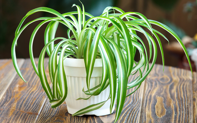 spider plant